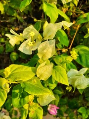 flower,plant,nature,green