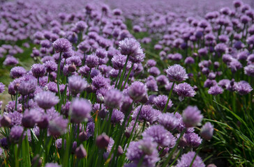 The purple chives field