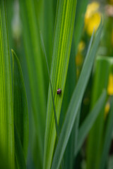 Green grass and a small snail.