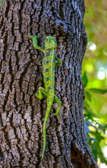 chameleon lizard on a tree