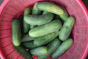 fresh cucumbers in a market