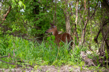 red deer in the woods