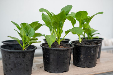 Kale tree planted in a pot, planted with a black tree