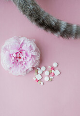 Allergy concept. Cat, flower and pills