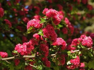 pink small flowers of ornamental tree crataegus laevigata