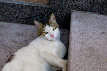 Cute stray cat on a stairway