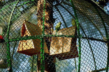 Big cage on the tree. Parrots in a cage in the park
