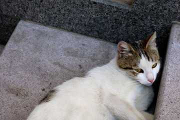Cute stray cat on a stairway