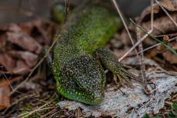 European green lizard crawling in grass