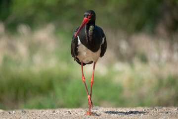 Black stork (Ciconia nigra), real wildlife