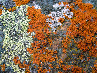 White and orange lichen covering a rock