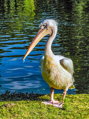 A pelican in St James's Park, London
