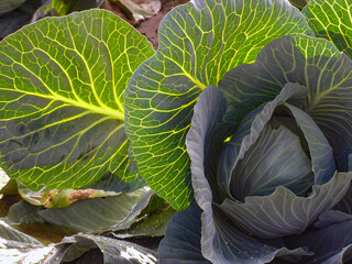 A closeup of a white cabbage head