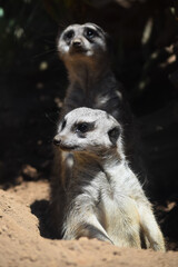 Two cute meerkats in wildlife