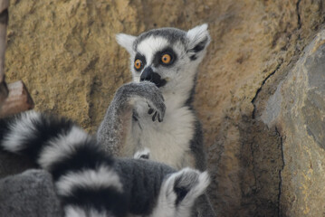 Cute lemur looking with astonishment © Elena