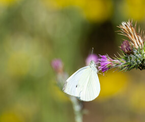 White cabbage butterfly (Pieris brassicae) perched on the purple flower of a wild thistle