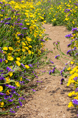 Path between the flowers