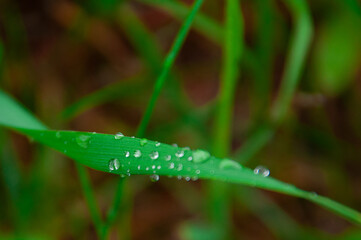 green fresh grass with drops of morning water dew after rain, nature background with raindrop, backdrop leaf plant closeup, flora macro 