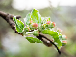 The Apple tree is gaining color and preparing to bloom. Young leaves and Apple buds close up on a blurry background