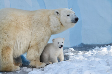polar bear cub © elizalebedewa