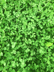 background of green leaves white flowers buds sprouts greenery grass for fabric design books postcards Wallpaper sites
