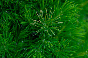 Naklejka na ściany i meble Coniferous trees in the spring. Young green bumps. Macro photo. Small details close-up. green coniferous leaves in the spring. Spring background in a pine forest 