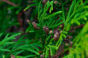 Green branches and young leaves of a thuja tree. 