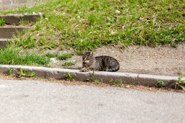 Beautiful tabby cat sitting in park, on the side of some path walk,  and curiosly looking at something.