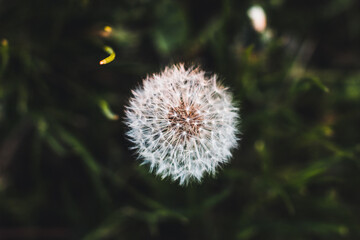 dandelion on a green background in the garden 