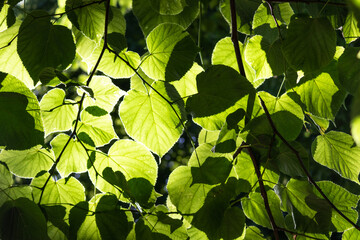 Close up of hanging green leaves with sunlight