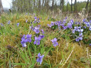 purple spring flowers
