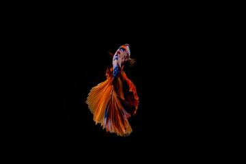 Siamese fighting fish.Multi color fighting fish isolated on black background.	