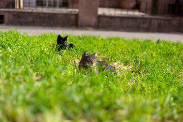Two cats resting in green grass, laying on ground one behind other and peeking.