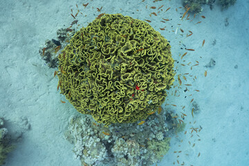 Red Sea Underwater
