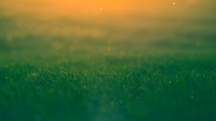 Fototapeta na wymiar Grass back-lit by the evening sun on the edge of a meadow.