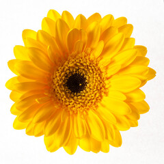 Fototapeta premium Yellow gerbera flower isolated on white background. focus stacking