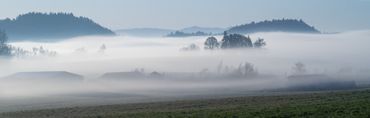 oak trees silhouettes on a farm surrounded by fog on a clear morning in an agricultural area near Jefferson, Oregon