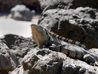 Green Iguana sitting on a stone and basking in the sun