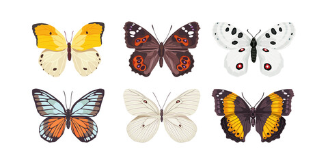 Fototapeta na wymiar Butterfly. A beautiful insect. Vector illustration in flat style.