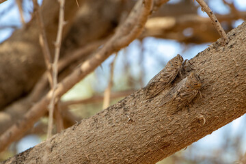 Cicada insect. Cicada closeup on a branch in oman.