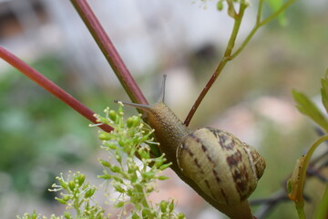 Common garden snail (Cornu aspersum) on a grape vine plant (Vitis vinifera) © furiarossa