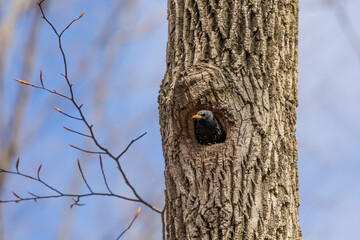 Common starling in the nesting cavity of a tree 