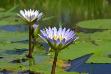 Blooming water lily flowers, large leaves lying on the surface, Okavango delta, Moremi Game Reserve, Botsvana, Africa.