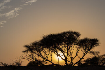 Sunset in the desert of Oman with Acacia tree.