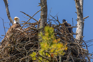 The Bald Eagle, female on the nest