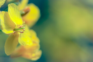 Fototapeta na wymiar yellow orchid flower