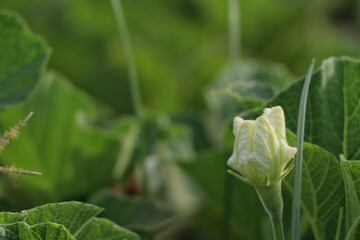 winter melon, flower of winter melon in oman