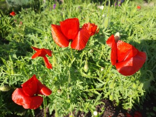 red poppy flowers
