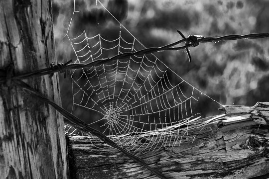 A black and white image of a backlit spiter web on a barbed wire fence near Jefferson, Oregon
