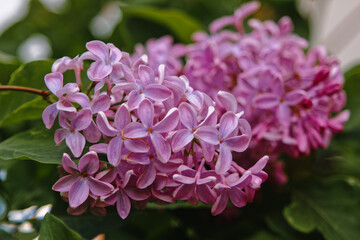 bunch of lilacs on the background of leaves